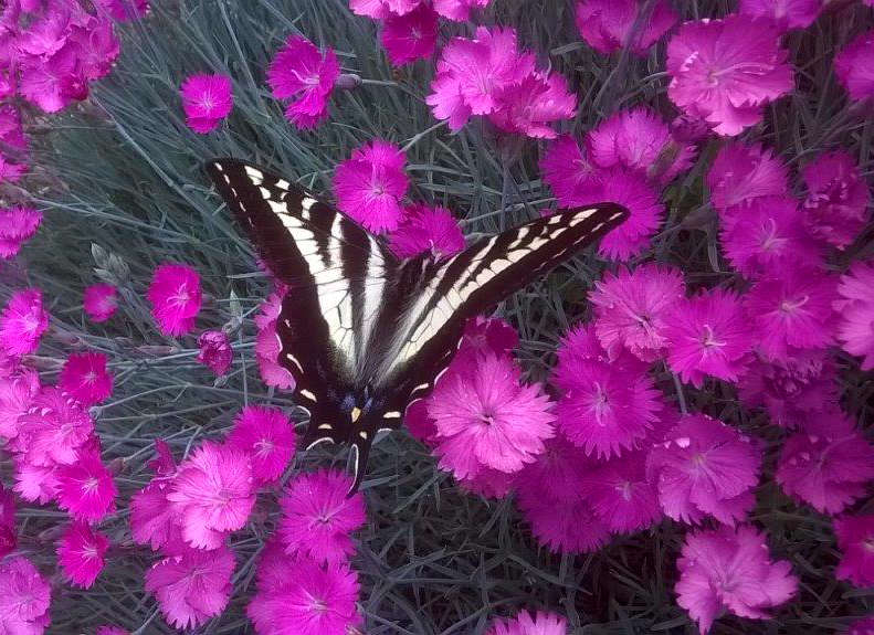 Mary guiding a session